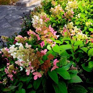 Meet your Posher, Elaine